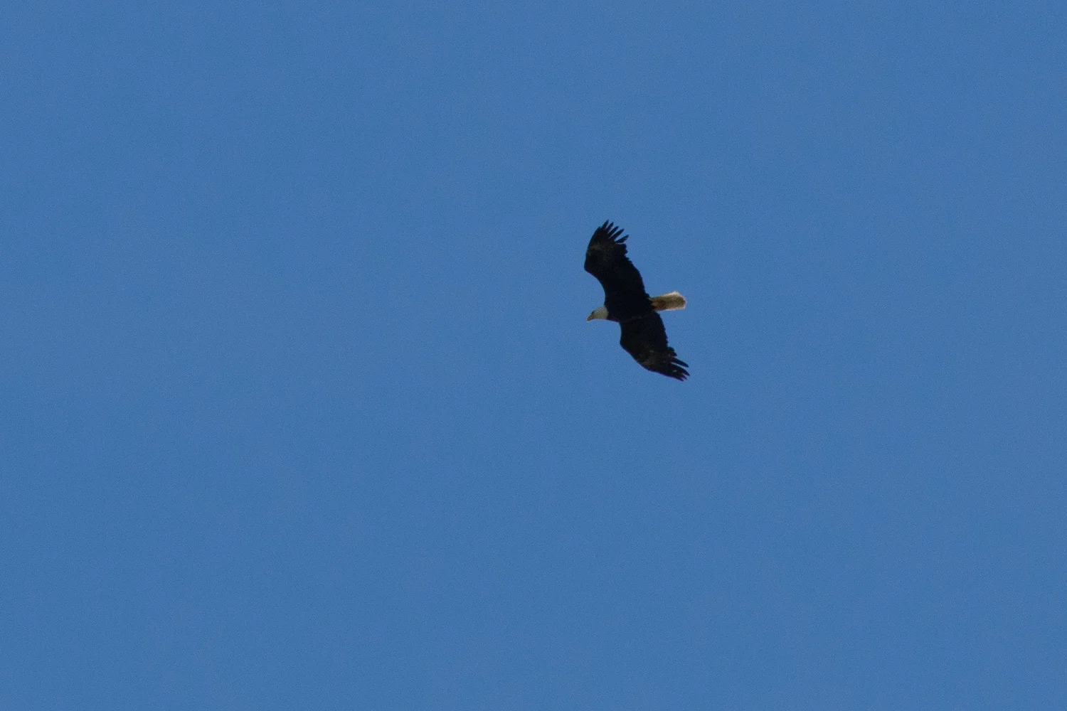 Bald eagle in Solano County