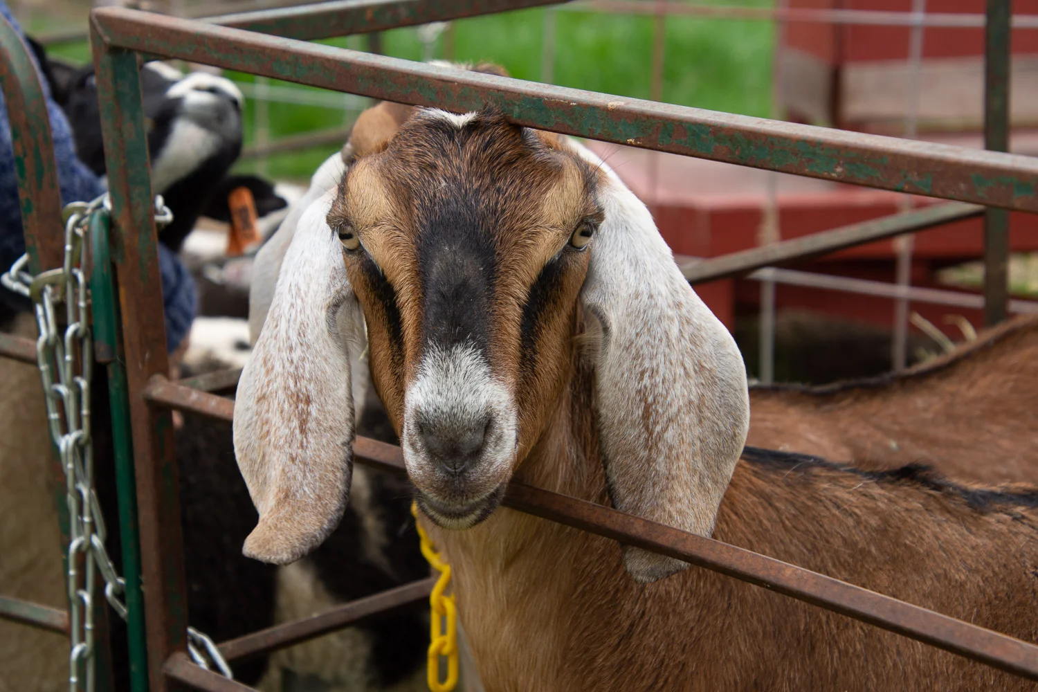 Nubian goat