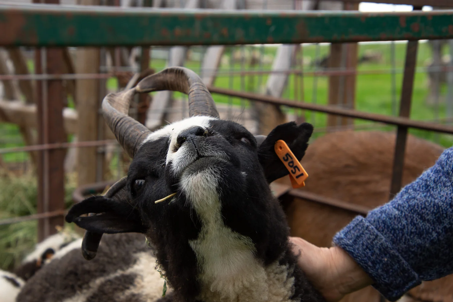 Jacob ewe, Jade