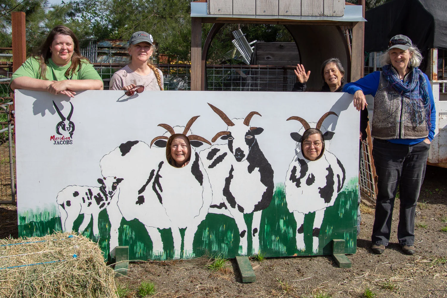 Farm Club at Meet the Sheep