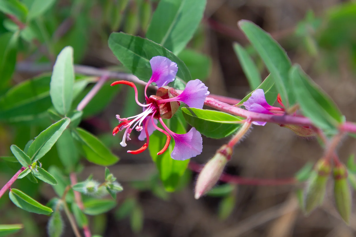 elegant clarkia wildflower