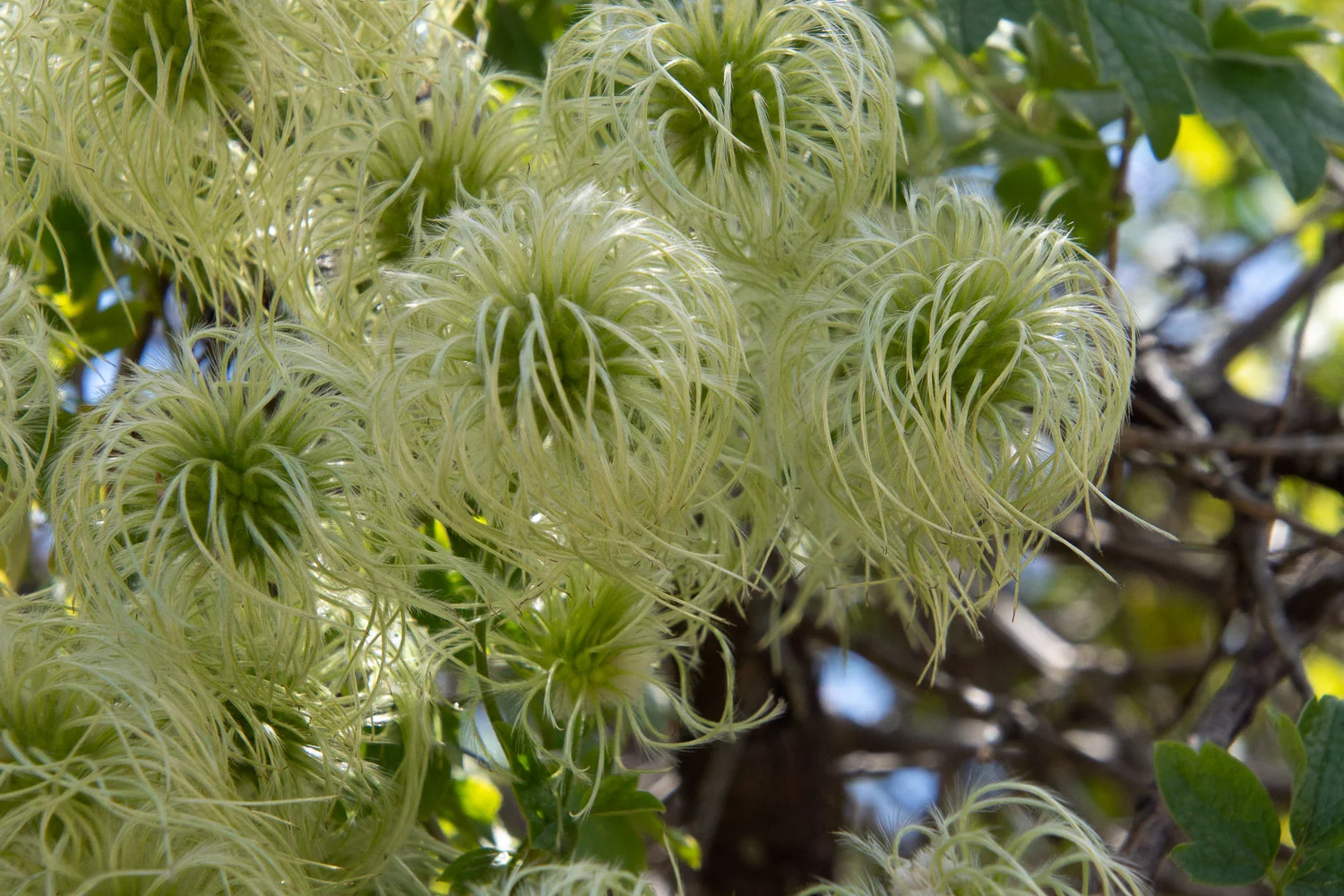 Clematis virginiana