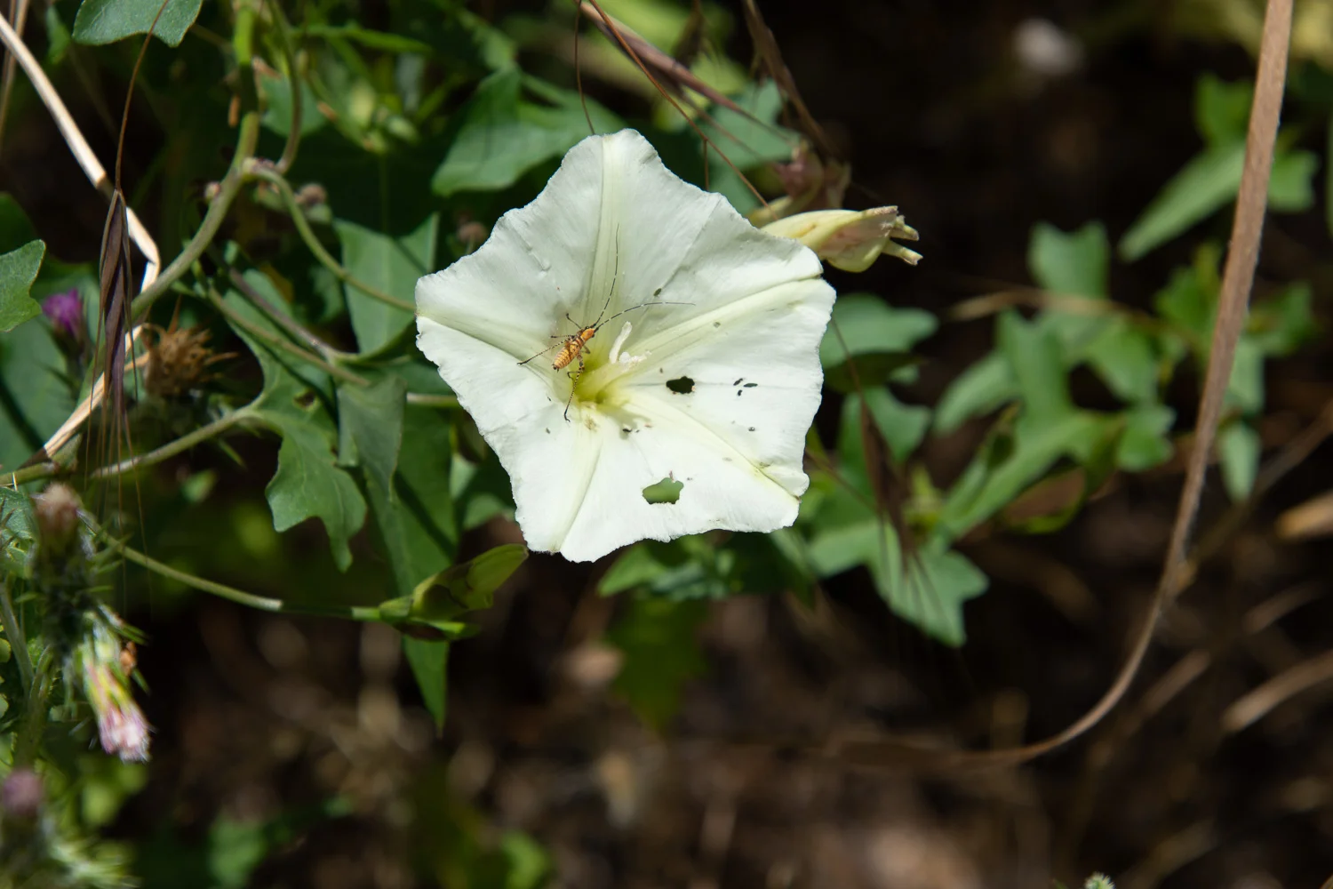 Chaparral false bindweed