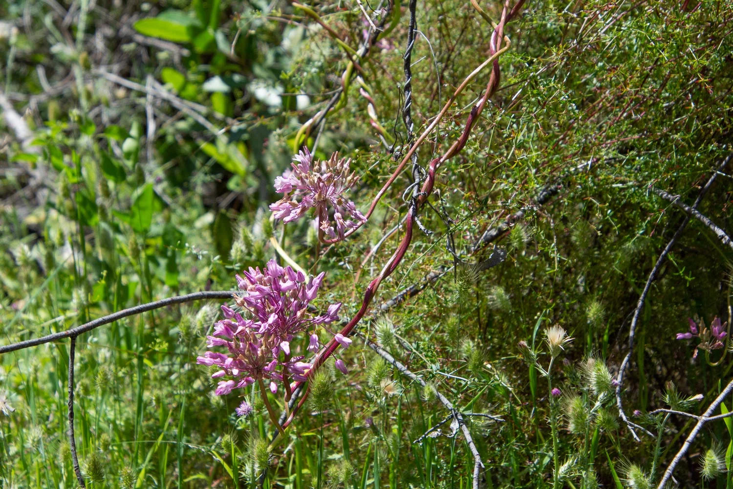Twining snake lily