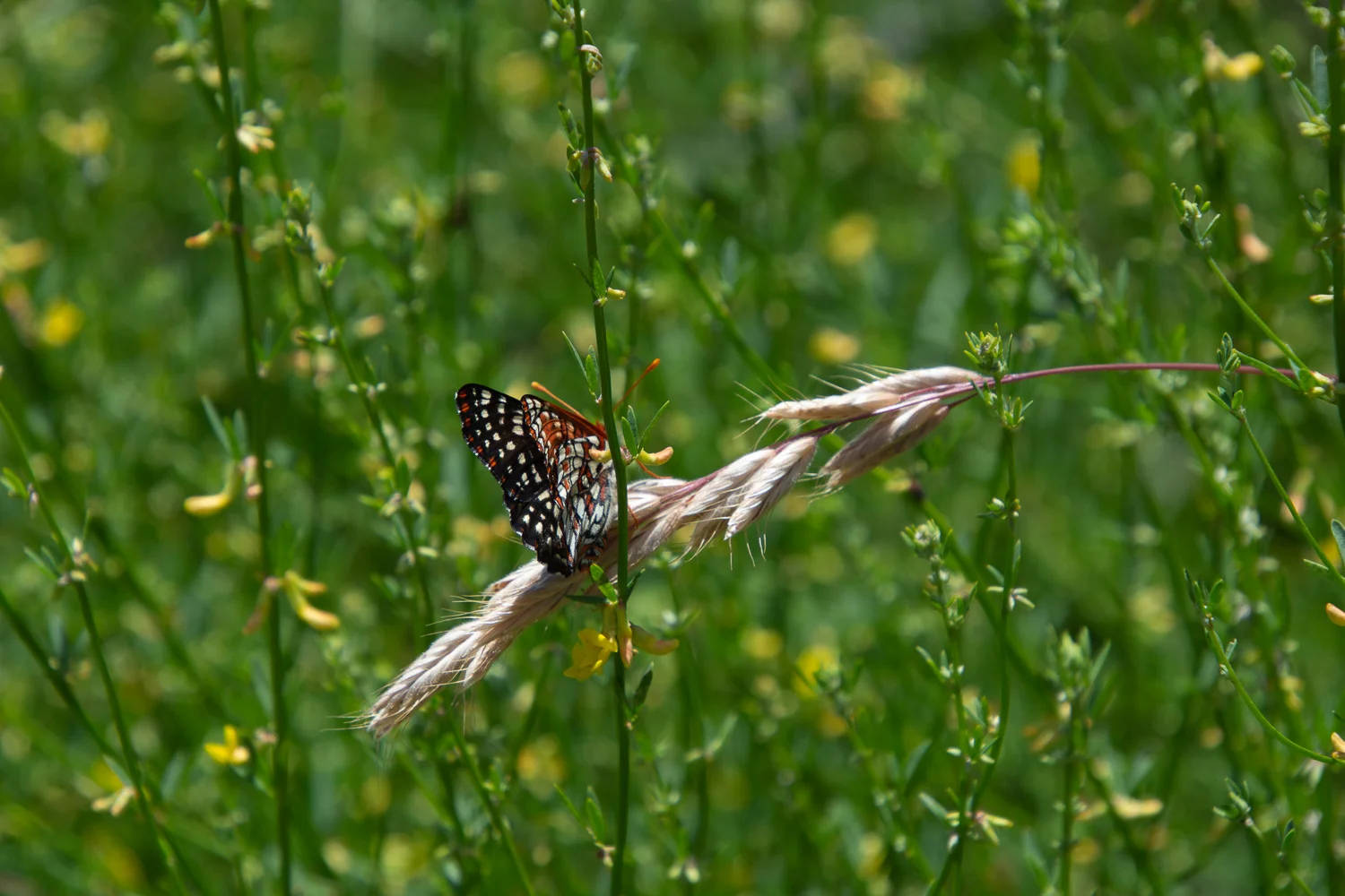butterfly in stebbins cold canyon