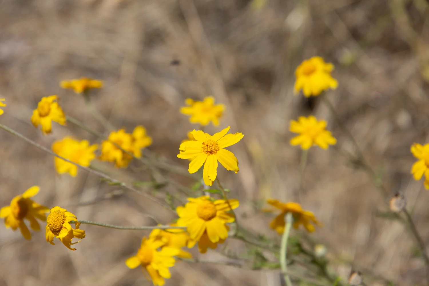 wilflower in stebbins cold canyon