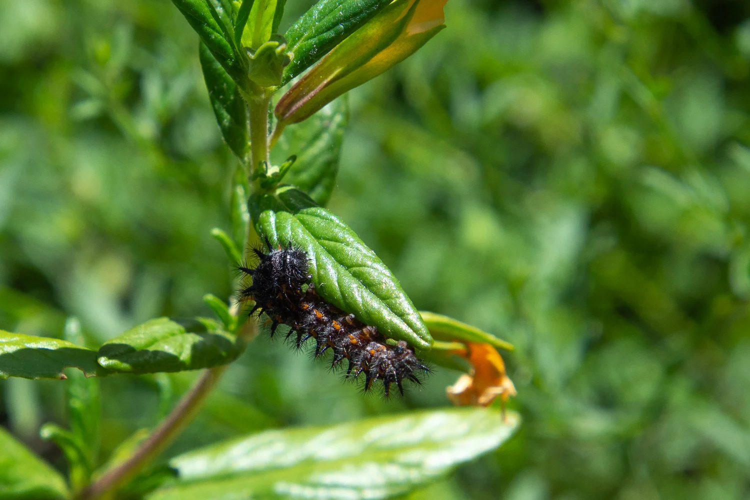 caterpillar