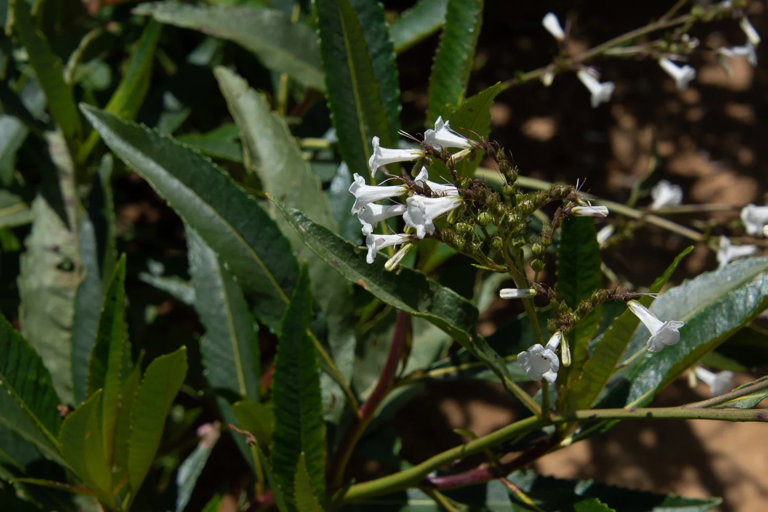 yerba santa at stebbins cold canyon