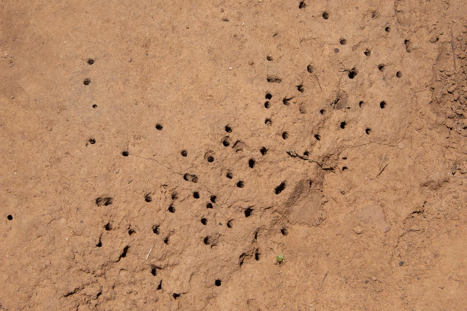 ground living bees