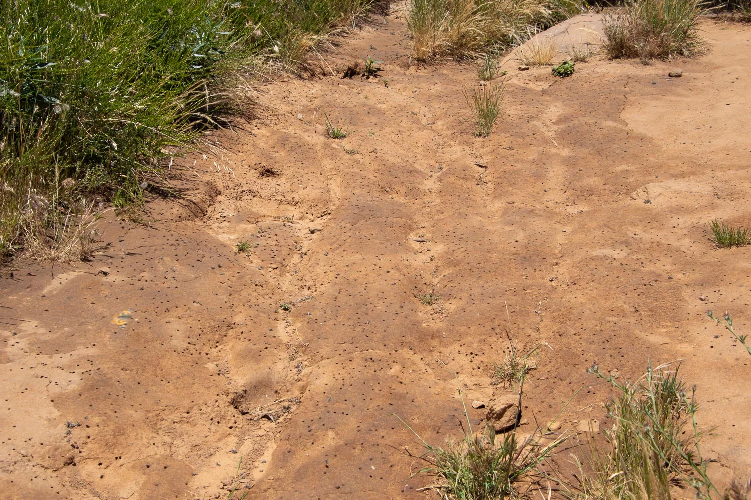 ground living bees in stebbins cold canyon