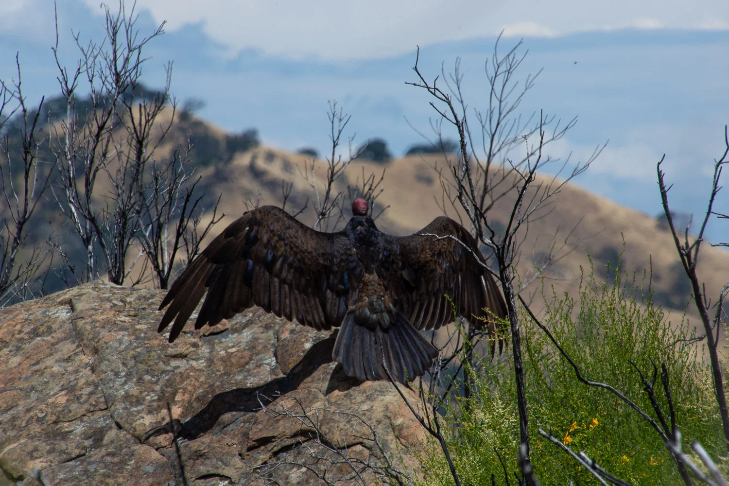 Turkey vulture at Stebbins Cold Canyon.