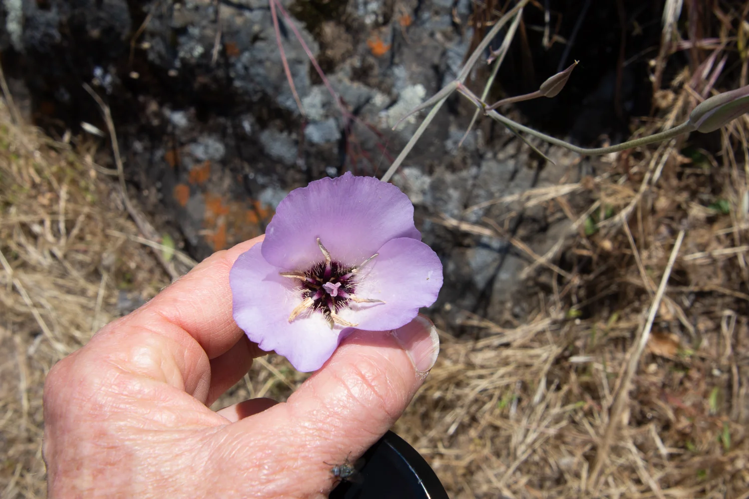 Mariposa Lily