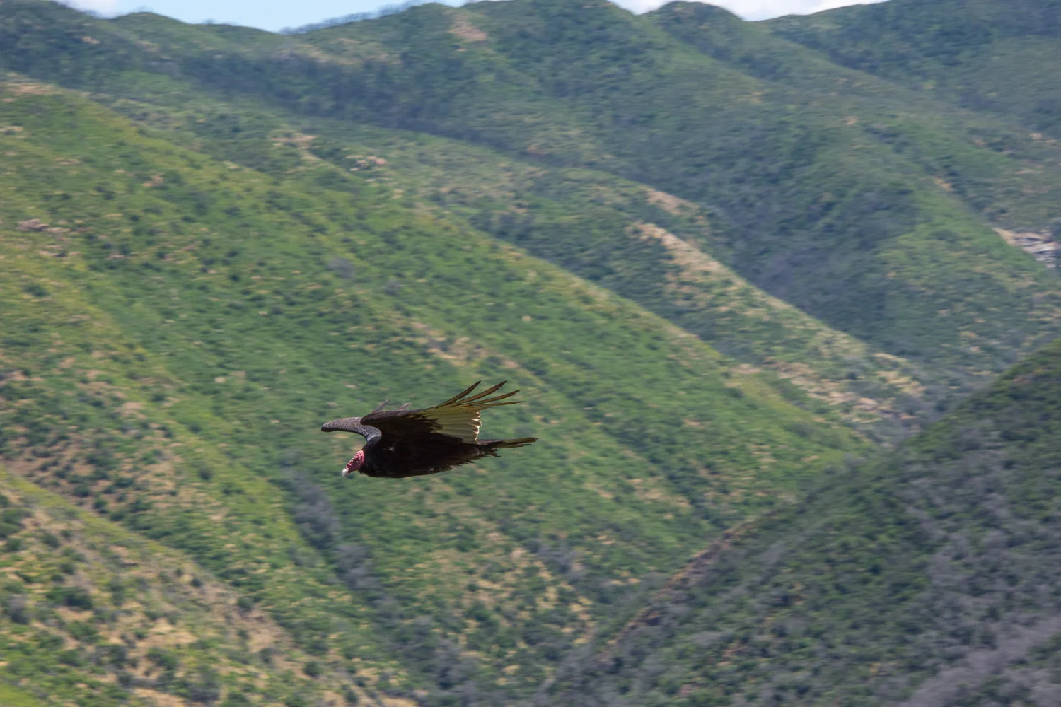 Turkey buzzard at Stebbins Cold Canyon
