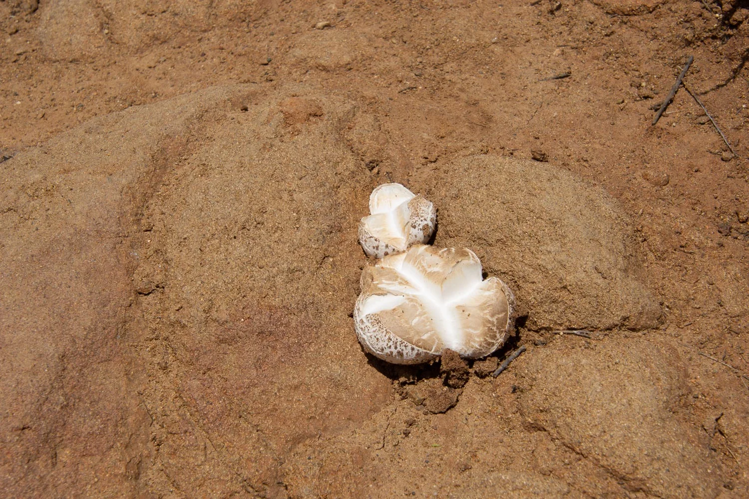 Fungus at STebbins Cold Canyon