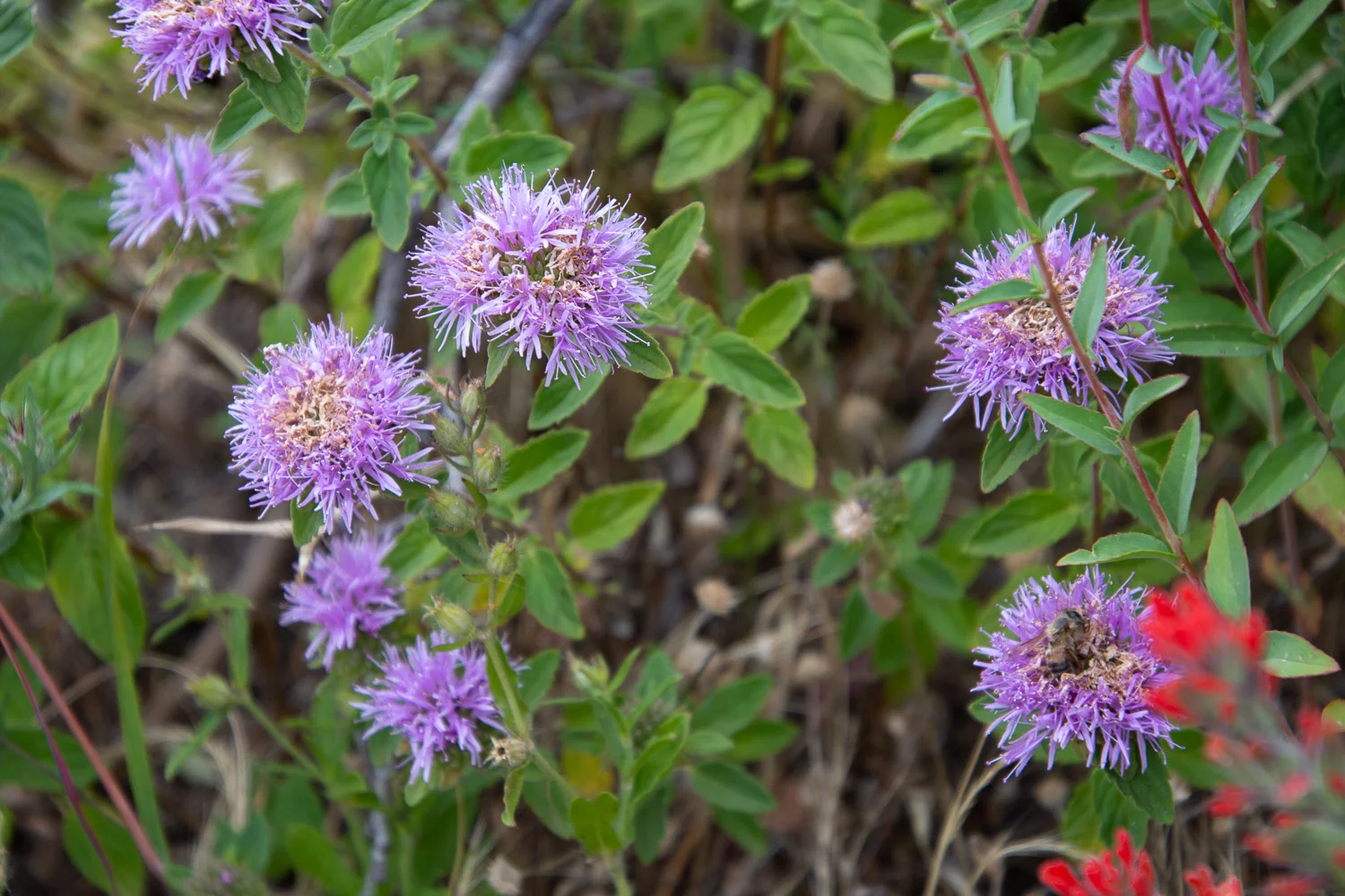 Wildflowers at Stebbins Cold Canyon