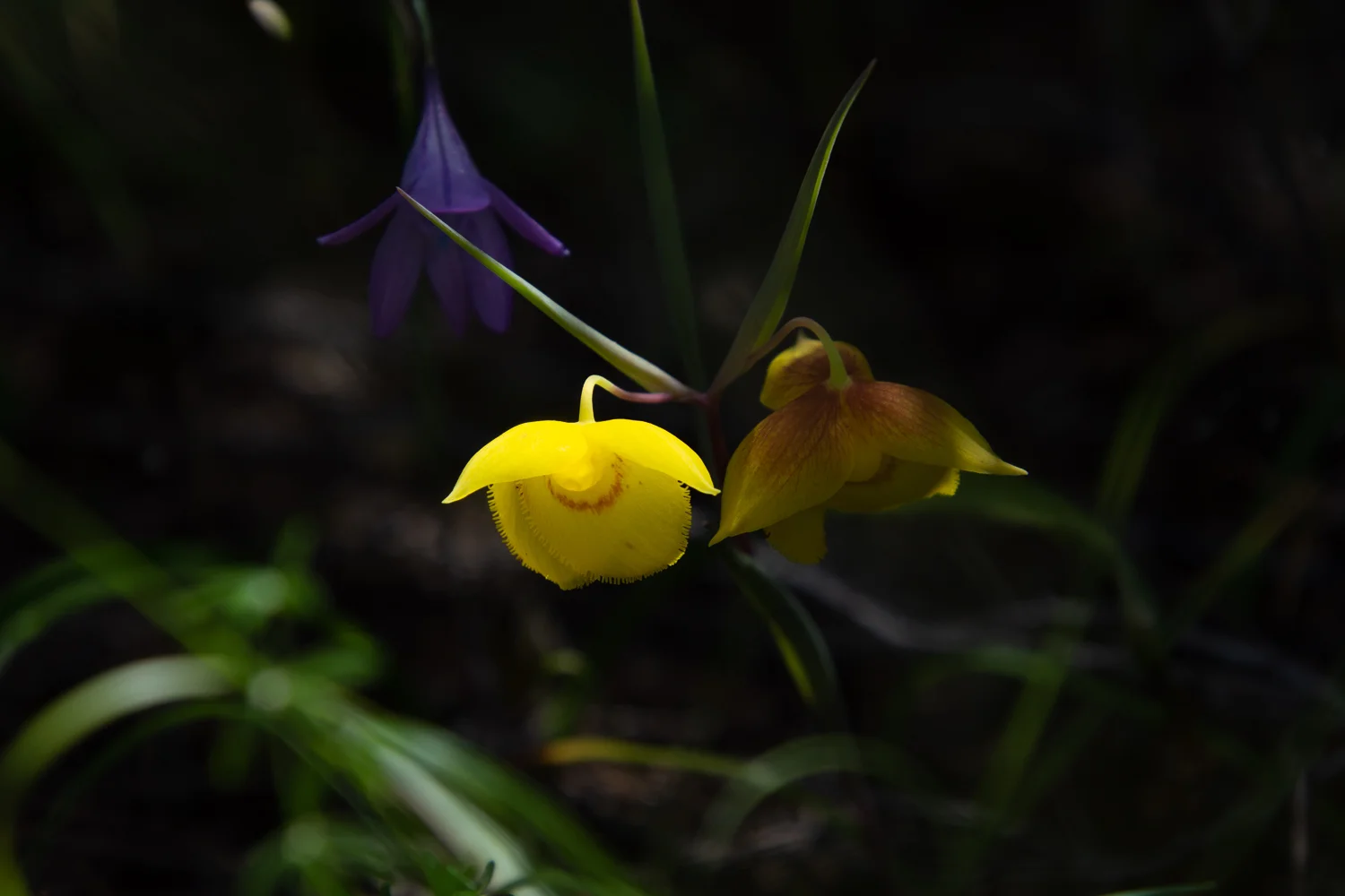 Golden Fairy Lantern at Stebbins Cold Canyon