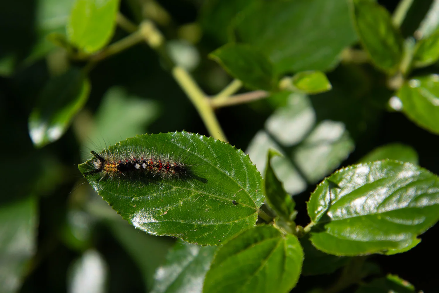 Caterpillar at Stebbins Cold Canyon