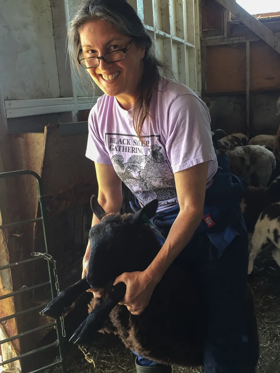 Catching lambs to vaccinate at Meridian jacobs