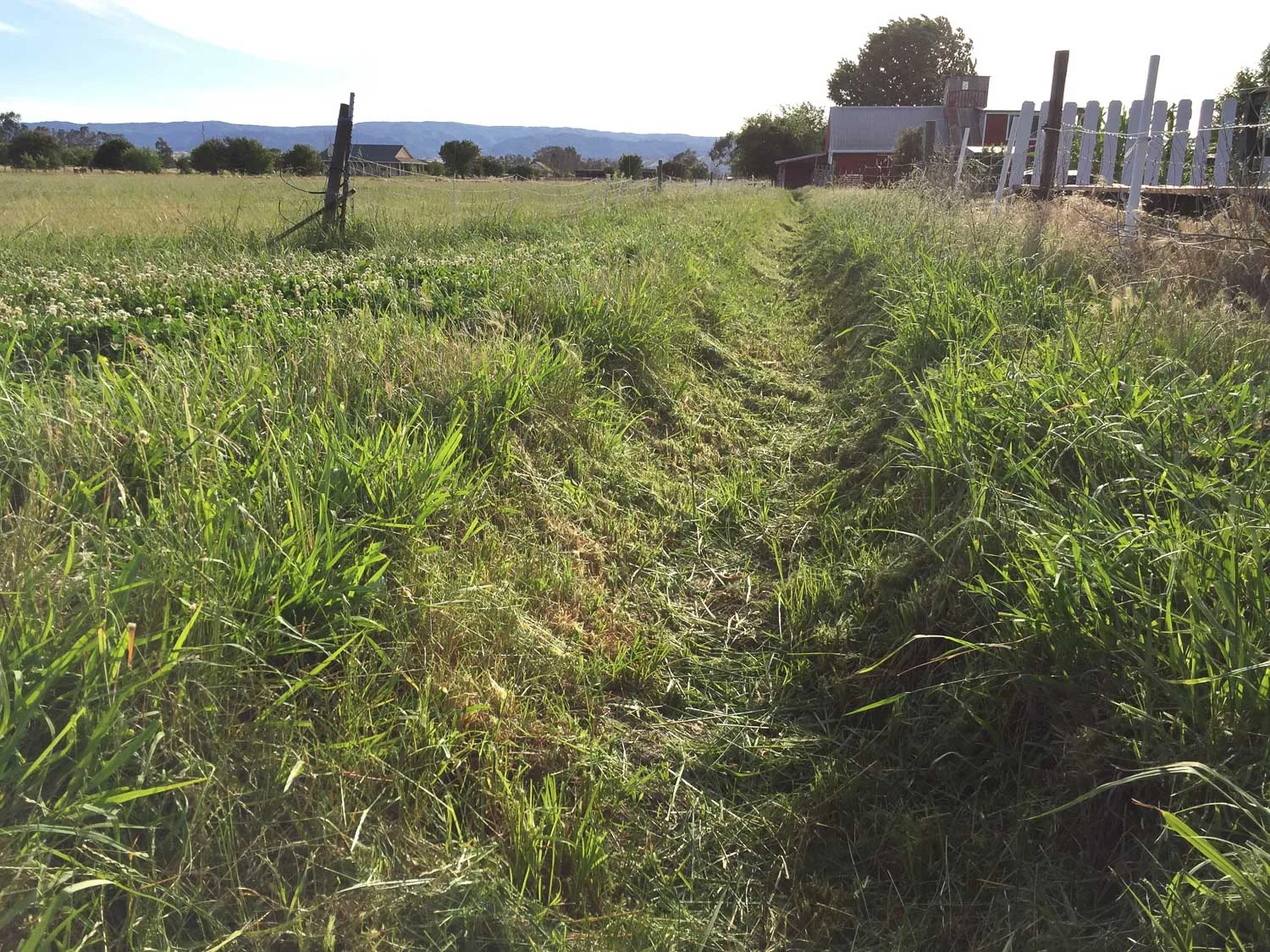 Irrigation ditch after weed eating.