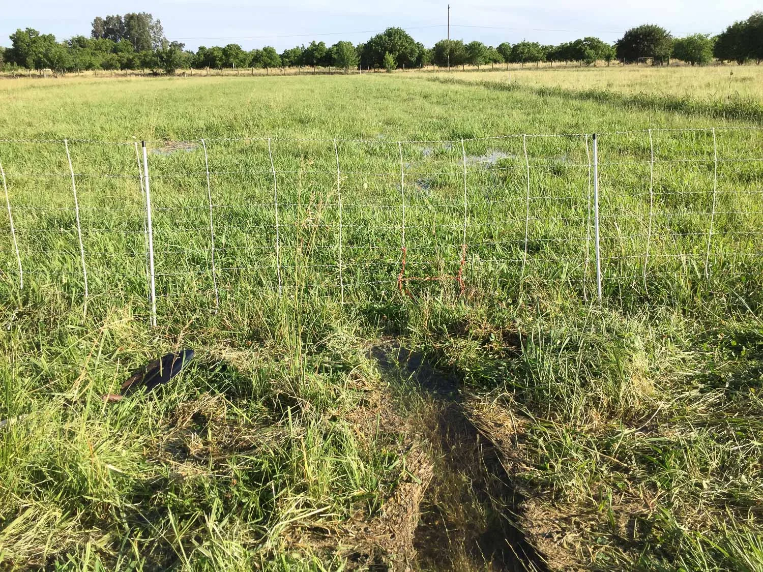Irrigation water in pasture.