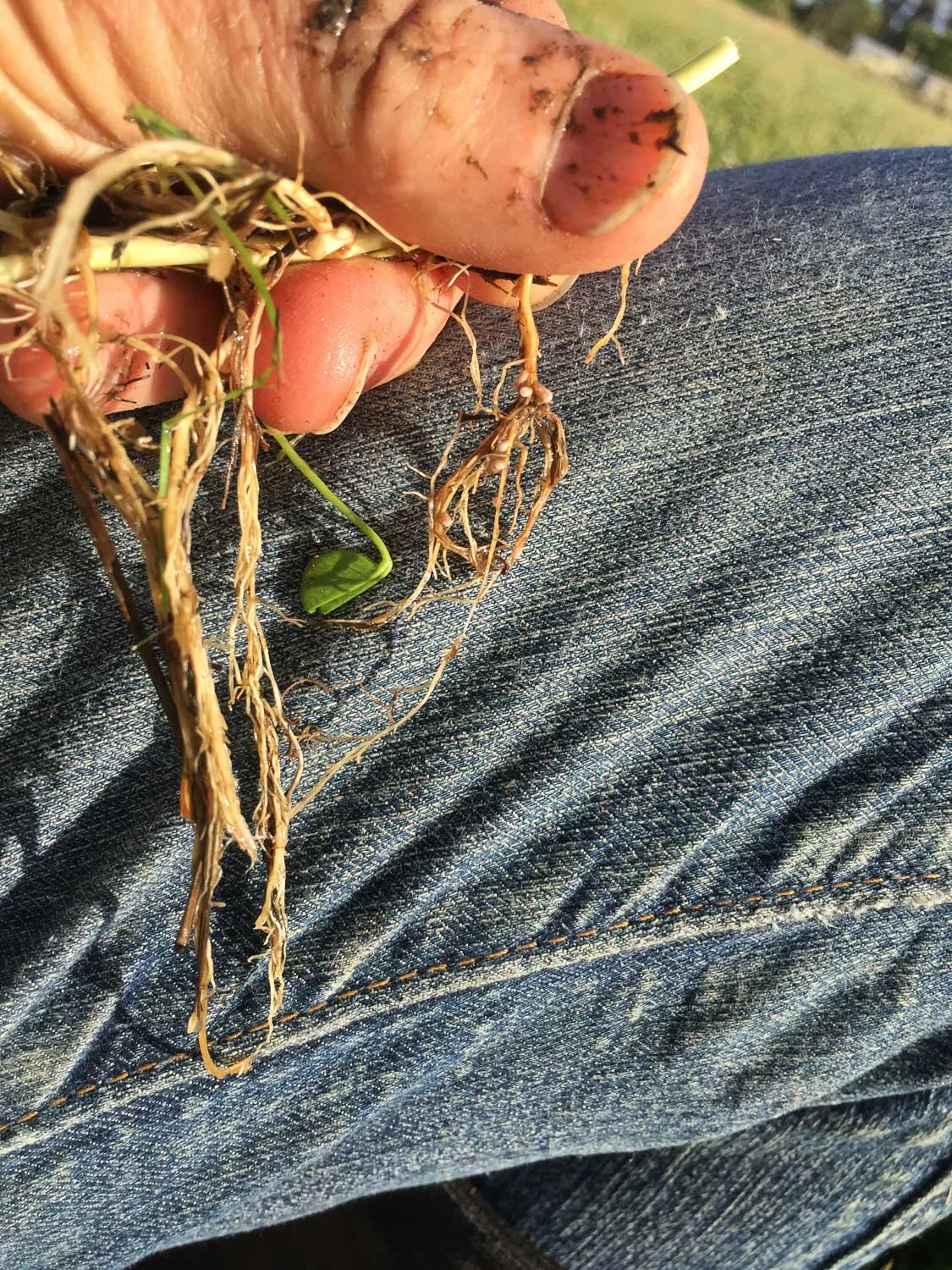 Nodules on clover roots