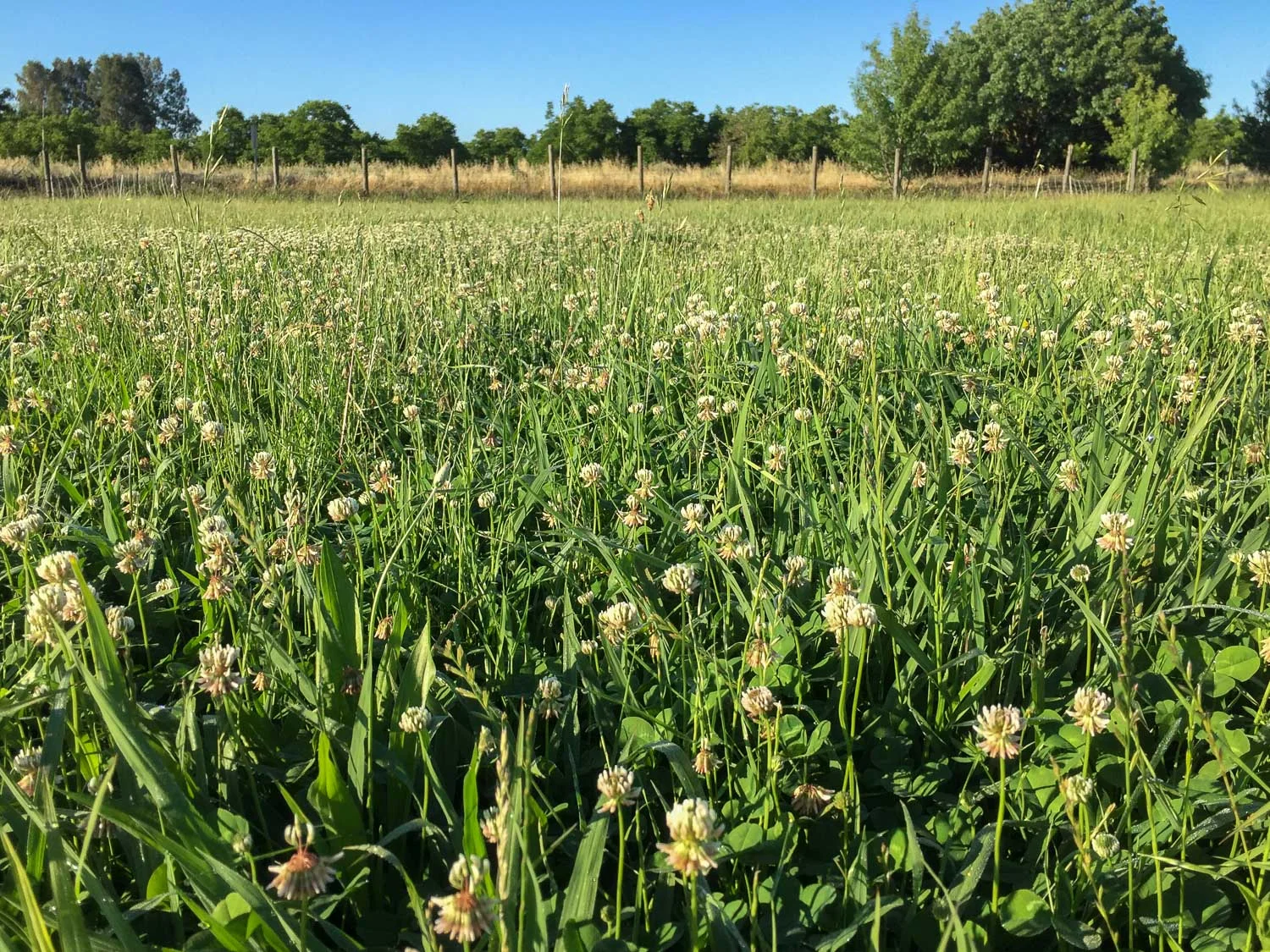 clover thriving in the pasture.jpg
