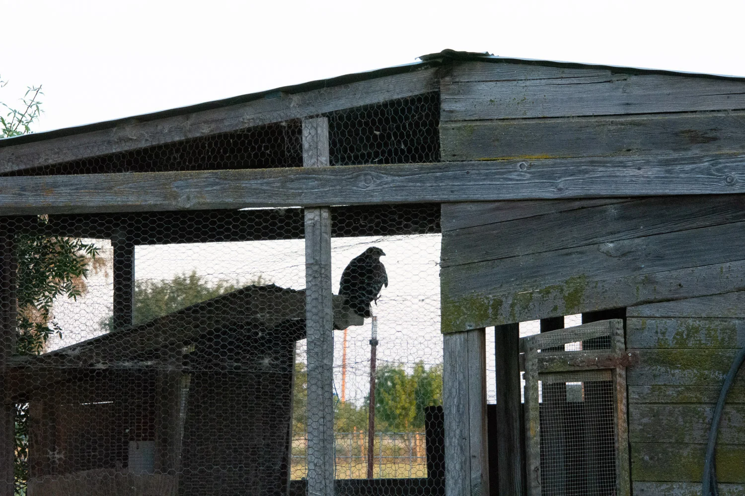 Hawk in the chicken house.