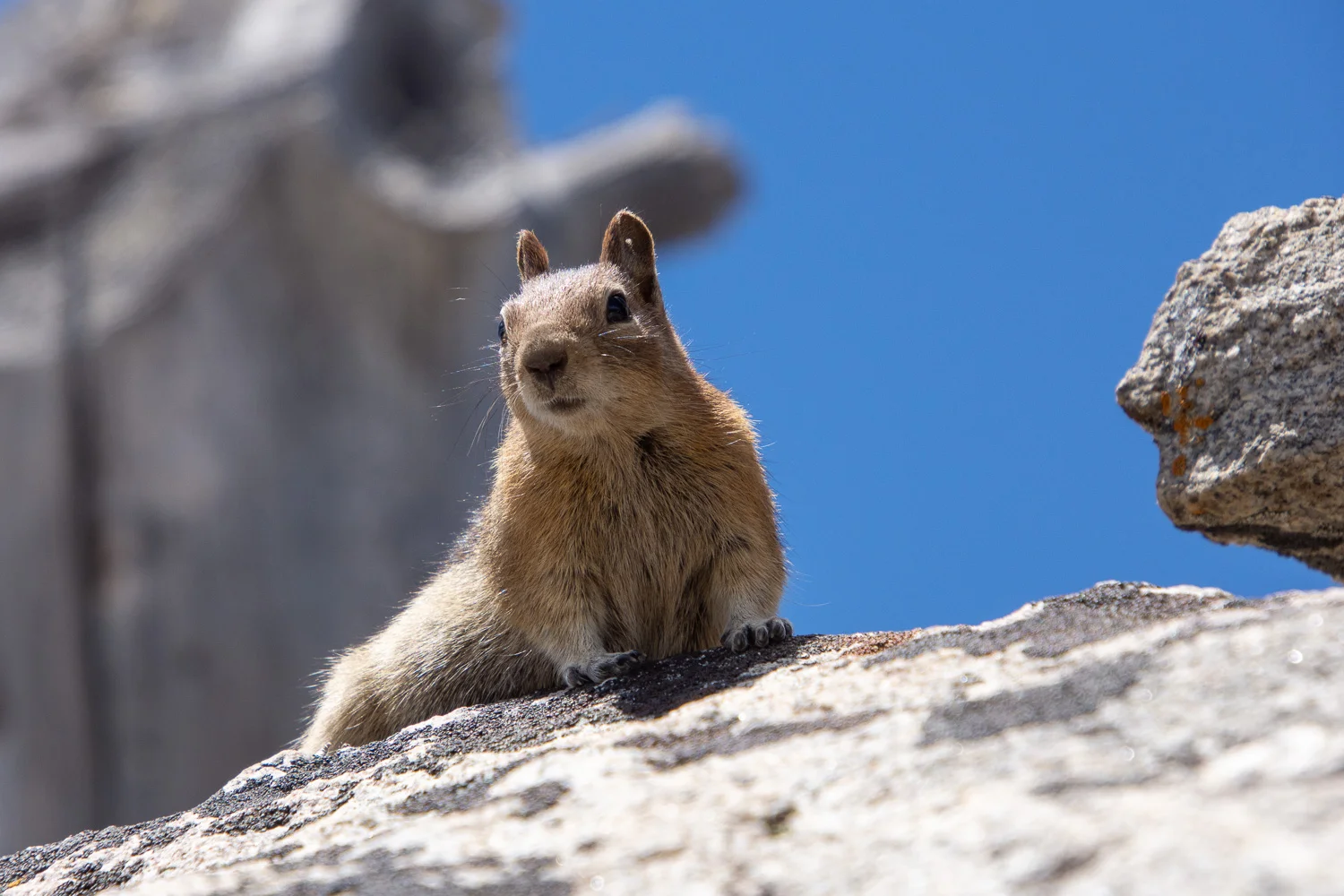 Chipmunk in Payette National Froest, Idaho.