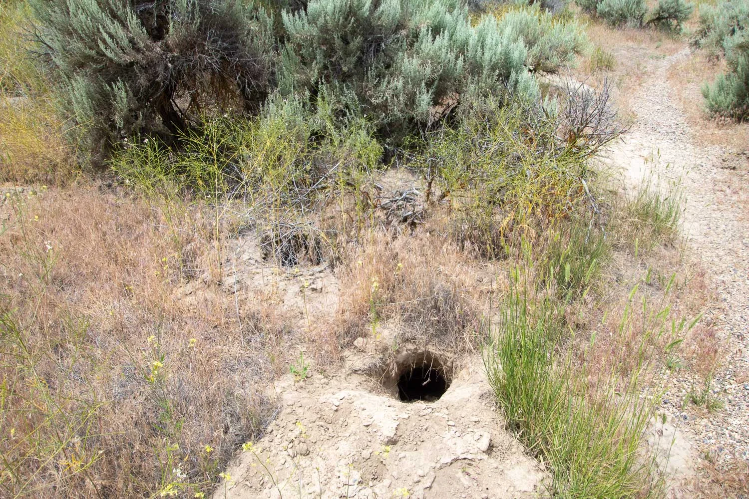 Animal den near Keeney Oregon