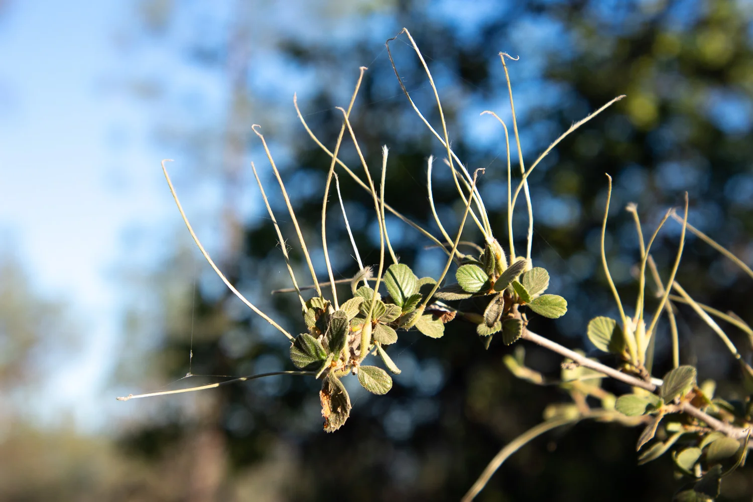 Bush near camping spot at Burney