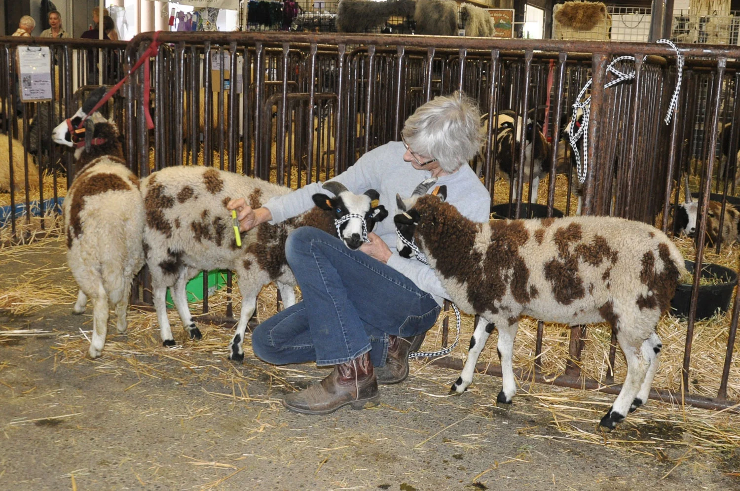 Taking selfies with Jacob lambs.