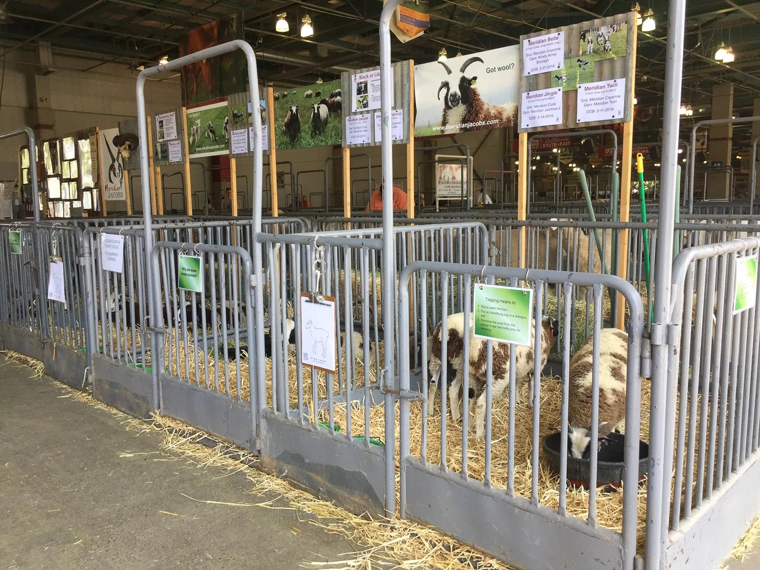Sheep pens at California state fair.
