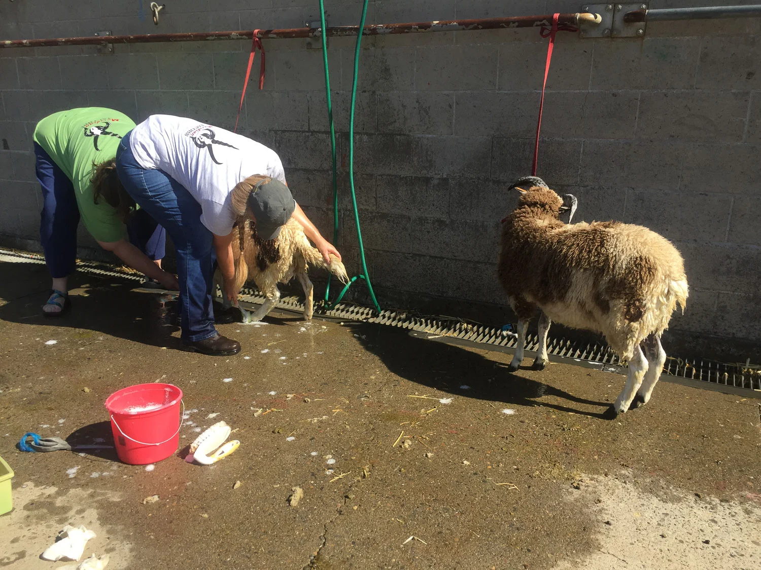 Washing sheep before the show at California State Fair.