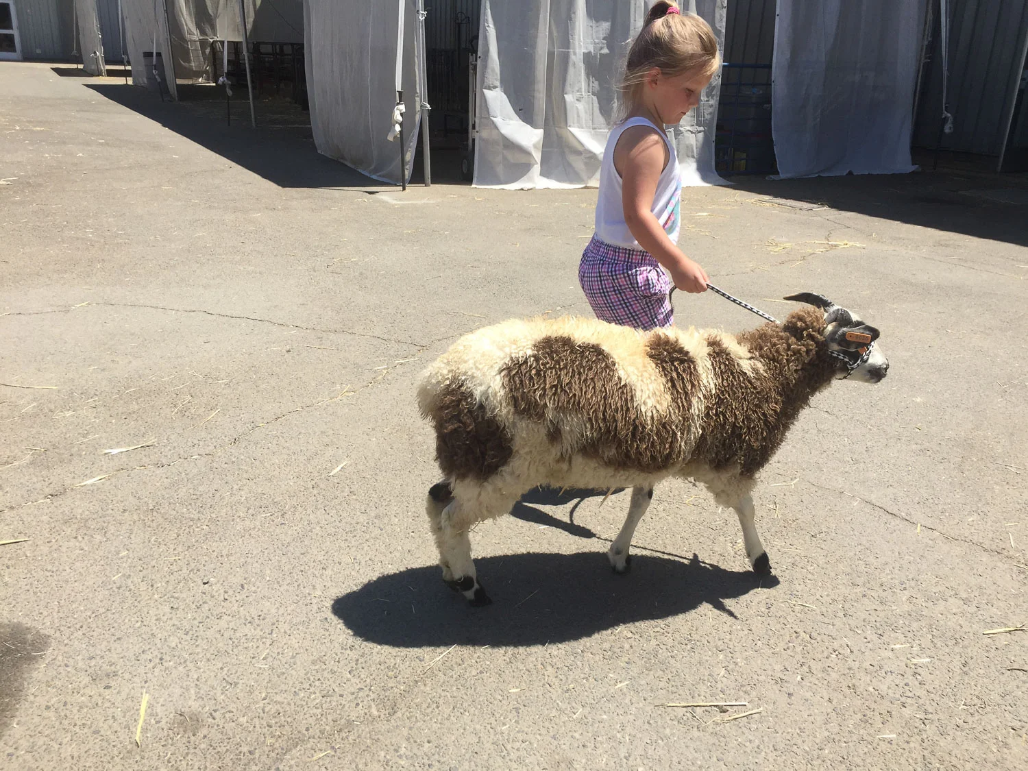 Leading sheep at california state fair
