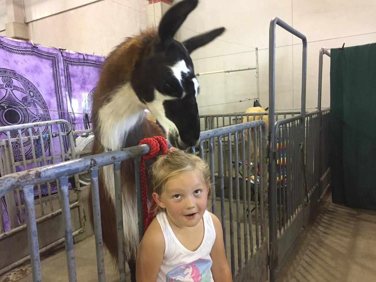 Llama kisses at California state fair.