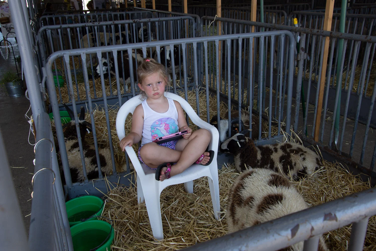 Sheep pen at the fair.