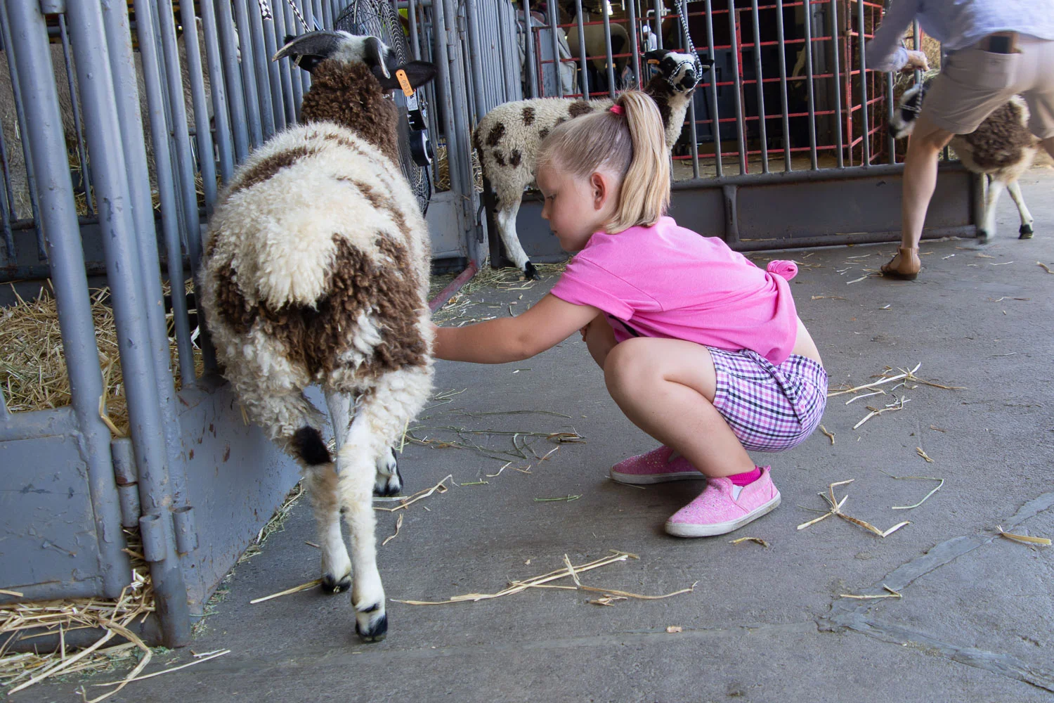 Cleaning Jacob lamb before showing.
