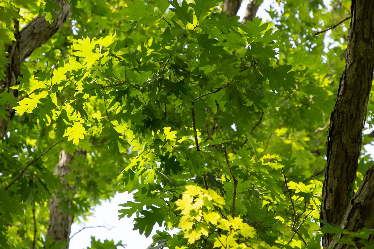 Light through treees in forest