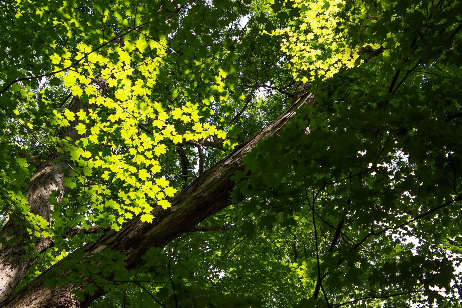 Forest trees in Cuyahoga Valley National Park