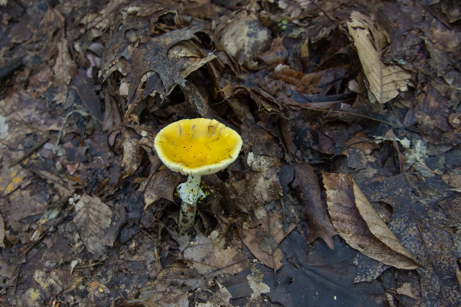 Yellow mushroom in Mohican State Park.