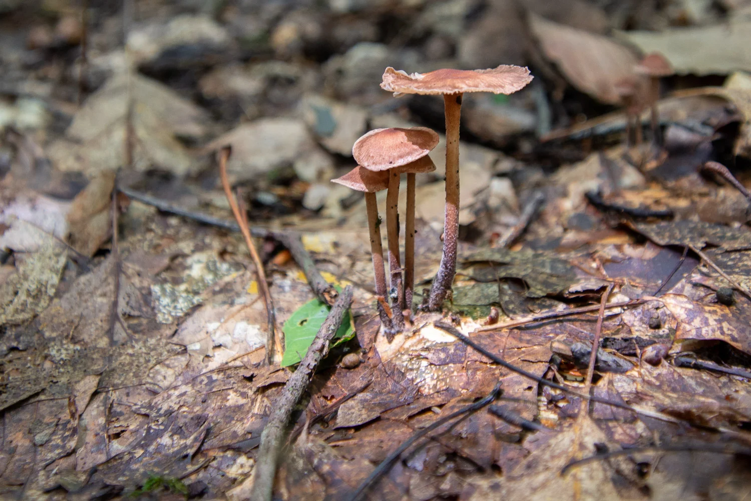 Mushrooms in Mohican State Park, Ohio.