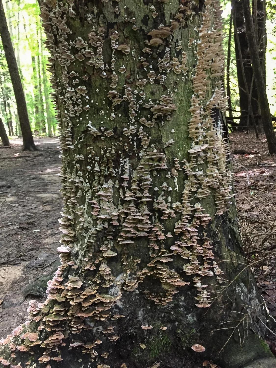 Mushrooms at Mohican State Park, Ohio
