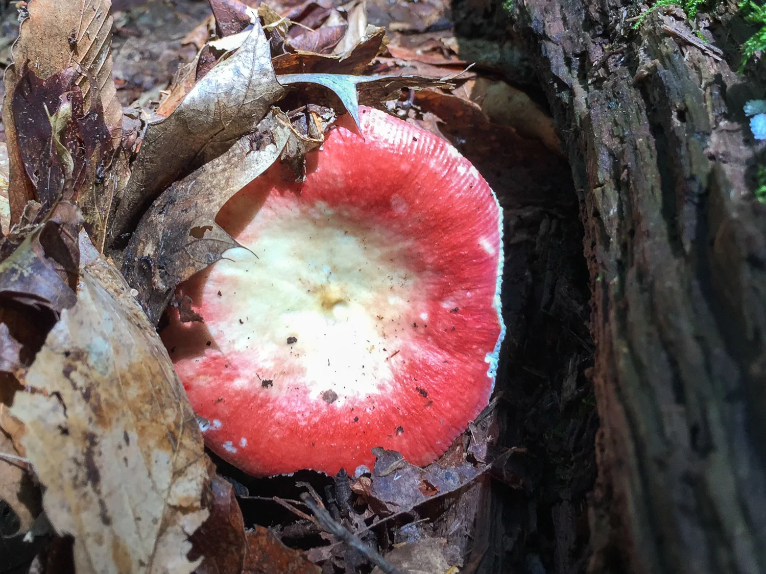 Red mushroom in Mohican State Park
