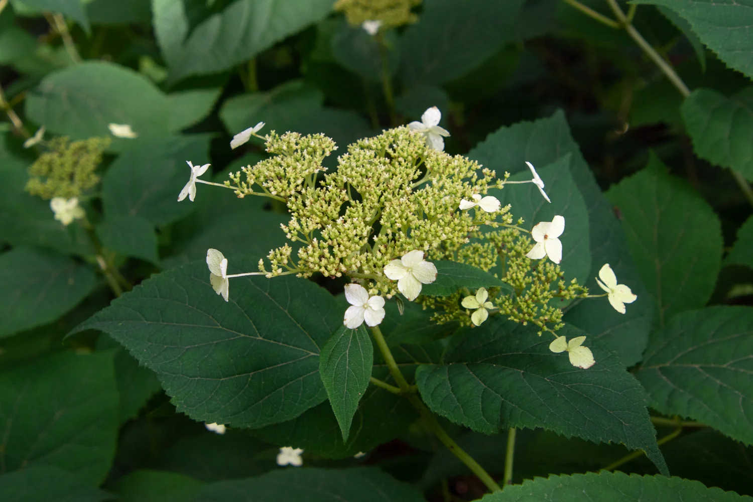 Wild hydrangea in Ohio.