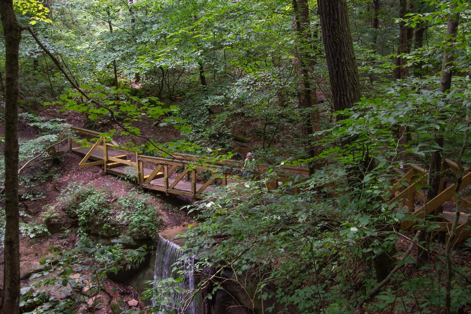 Forest Trail in Mohican State Park