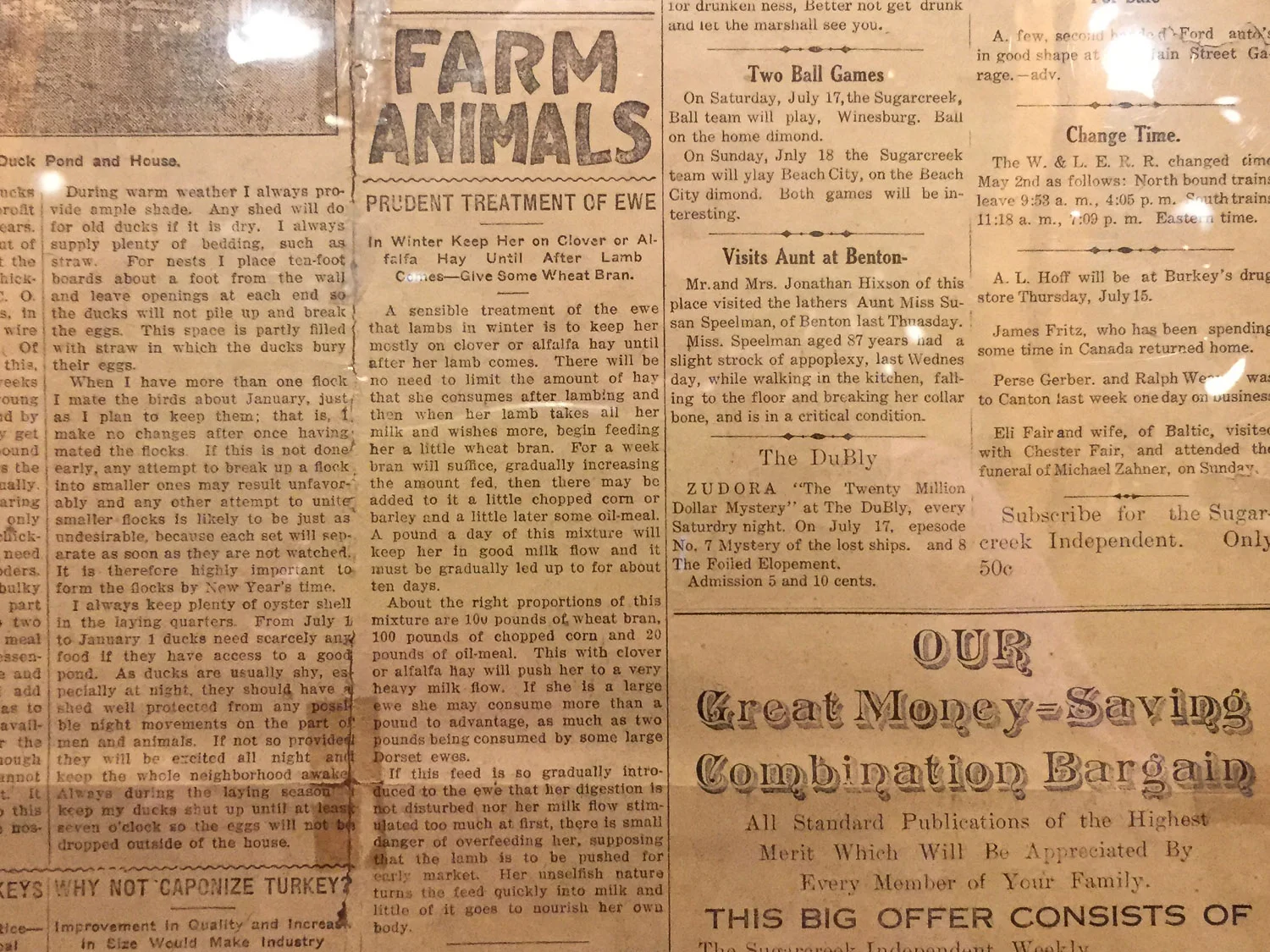 1915 newspaper article about sheep.