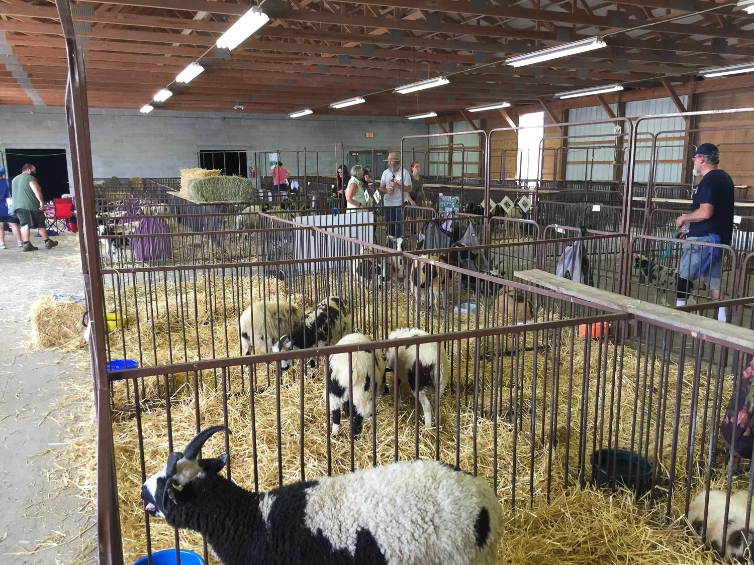 Jacob sheep at AGM