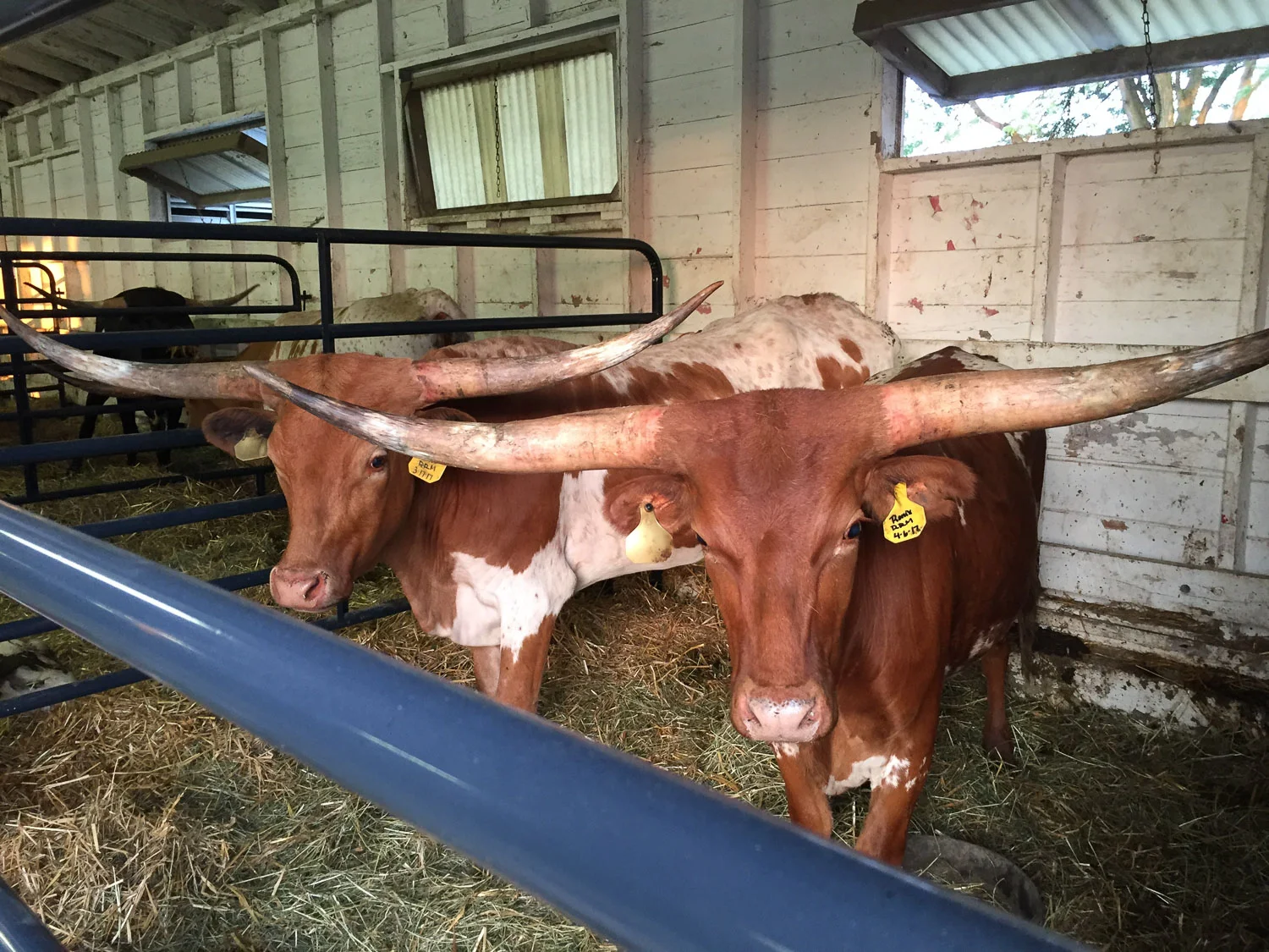 Longhorn cattle