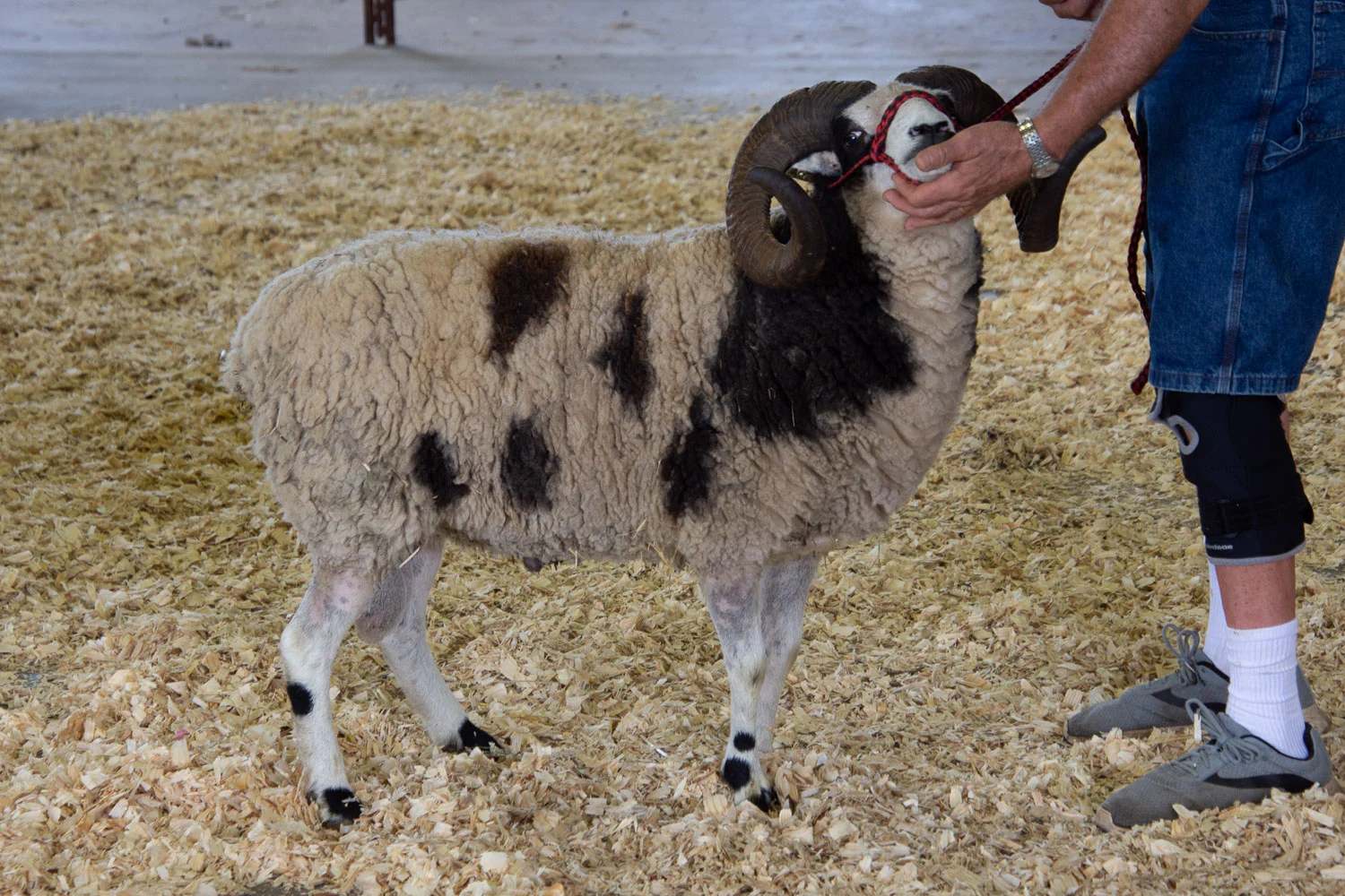 Jacob sheep show