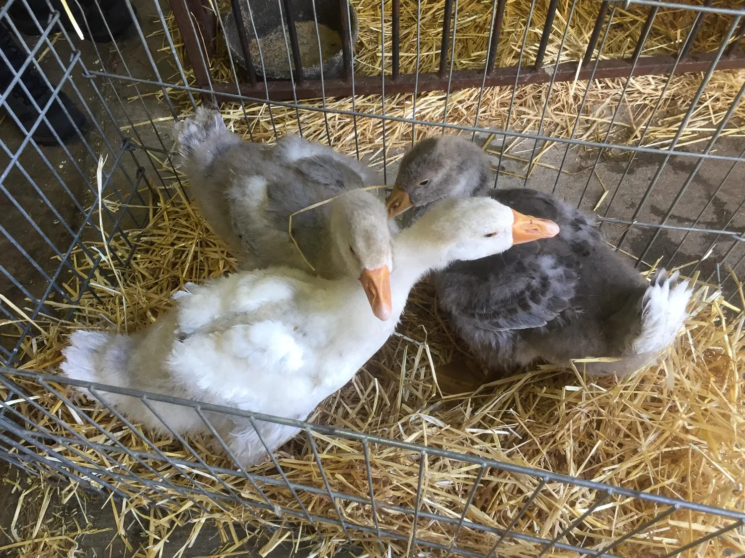 Geese